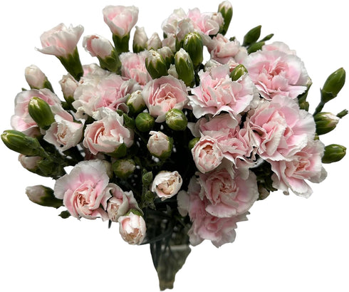 19 10 Stems Fresh Cut Mini Pink Spray Carnations Stems Multiple Blooms Per Stem Vibrant Pink Petite Flowers for Home