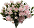 19 10 Stems Fresh Cut Mini Pink Spray Carnations Stems Multiple Blooms Per Stem Vibrant Pink Petite Flowers for Home