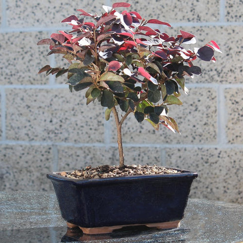 3 8-12 Inches Brussel's Bonsai - Live Chinese Fringe Flower Bonsai Tree, Outdoor Bonsai Tree Live Plant in Decorative