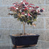 3 8-12 Inches Brussel's Bonsai - Live Chinese Fringe Flower Bonsai Tree, Outdoor Bonsai Tree Live Plant in Decorative