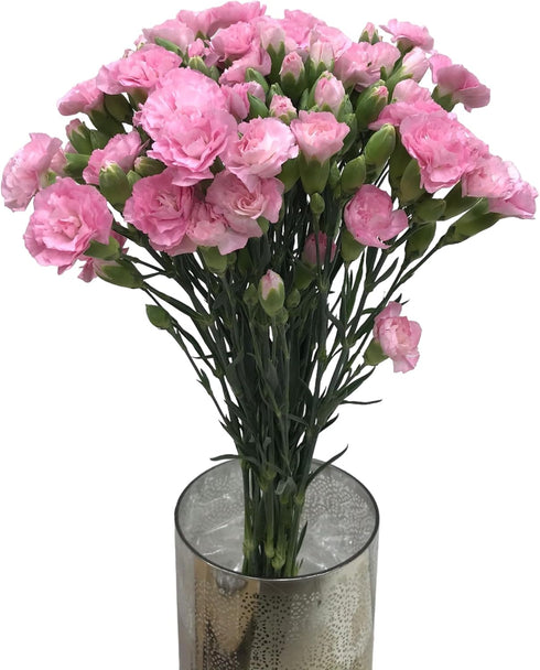 19 Stems Pink Mini Carnations Fresh Cut Flower Bouquet Gifts for Birthday Anniversary Friendship and Love