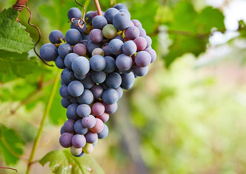 4 California Zante Currant Raisins, Pounds - Sun-Dried Seedless Grapes, Unsweetened, Unsulfured, No Added Oil, Vegan