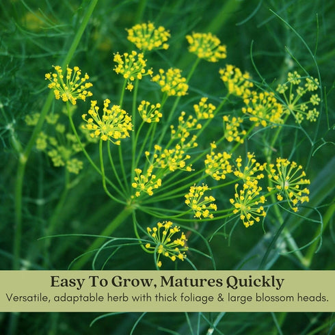 (2) 4" 8" 4" Inch Clovers Garden Bouquet Dill Herb Plants Two Live Plants Non-GMO - Not Seeds - Each to Tall in Pots