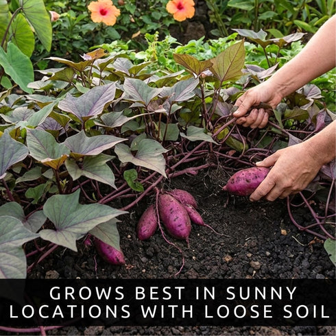 (2 Purple Japanese sweet potato SLIPS) Also known as Hawaiian Purple Sweet Potato