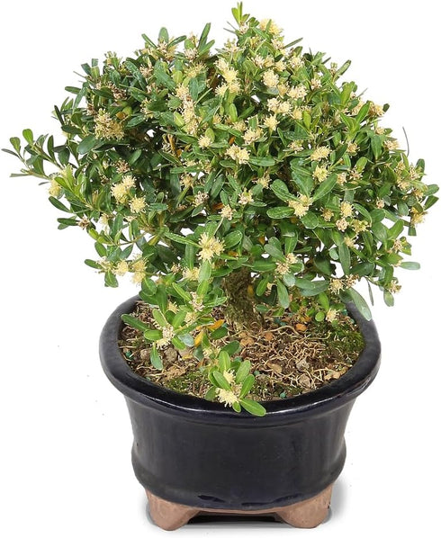3 6" 8" Brussel's Live Harland Boxwood Outdoor Bonsai Tree - Years Old; to Tall with Decorative Container