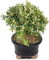 3 6" 8" Brussel's Live Harland Boxwood Outdoor Bonsai Tree - Years Old; to Tall with Decorative Container