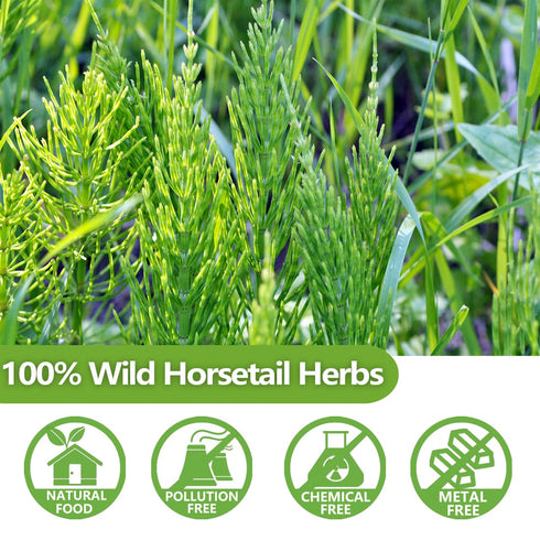 Premium 100 Horsetail Tea Bags, 100% Wild Natural Horse Tail Herb, For Hair & Nail, No Additives, Caffeine Free, Cola