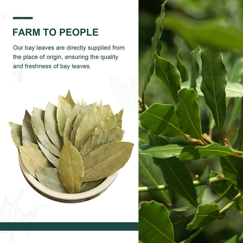 Soeos Bay Leaves Whole, 2 oz Non-GMO Verified Dried Bay Leaf, Freshly Packed for Cooking