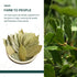 Soeos Bay Leaves Whole, 2 oz Non-GMO Verified Dried Bay Leaf, Freshly Packed for Cooking