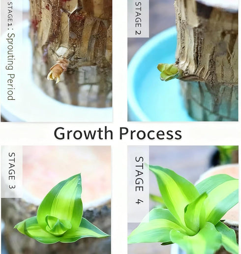 Generic (1, Brazil Wood Plant,Brazilian Lucky Plant,Home and Office Decoration, Desktop Plants,Housewarming Gift