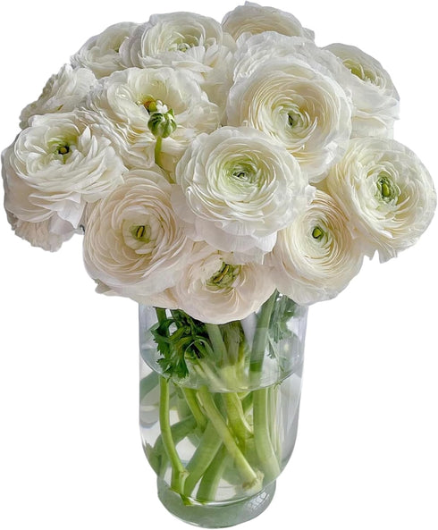 18 Fresh white ranunculus cut flowers, handpicked by a florist, perfect for bouquets, weddings, and home dcor, exuding