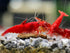 Las Vegas Exotic Fish 20 High Grade Fire Red Cherry Shrimps Neocaridina Live Freshwater Shrimp Aquarium