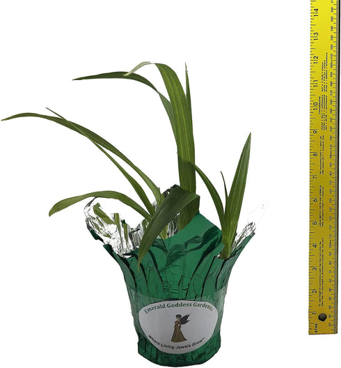 4 Inch Beltilla Yokohama Kate - Terrestrial Ground Orchid - Live Plant - Fragrant Purple Flower - Emerald's - Starter