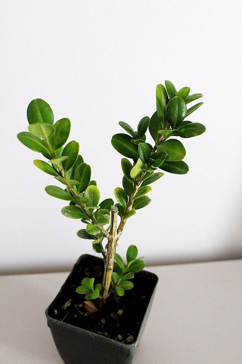Generic 2 Bonsai Starter Plant, Japanese Boxwood Topiary, Evergreen Shade Plant, in Pot