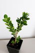 Generic 2 Bonsai Starter Plant, Japanese Boxwood Topiary, Evergreen Shade Plant, in Pot