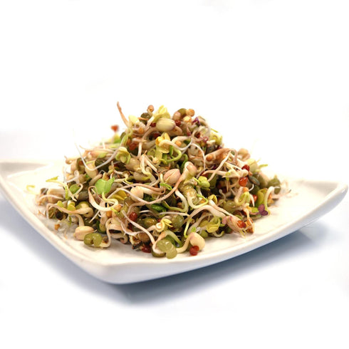 1 lb Todd's Non-GMO Protein Bean Sprouting Seed Mix