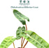2 CoollectivePlants Philodendron Billietiae Croat Live Plant in Grower Pot Rare Indoor Houseplant, Easy Care Tropical