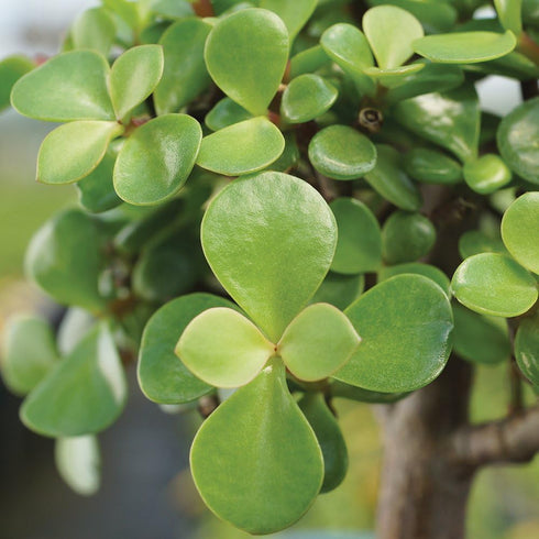 4 8 12 Inches Brussel's Bonsai Live Dwarf Jade Bonsai Tree, Indoor - Medium, Years Old, to Tall - Decorative Water