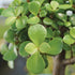 4 8 12 Inches Brussel's Bonsai Live Dwarf Jade Bonsai Tree, Indoor - Medium, Years Old, to Tall - Decorative Water
