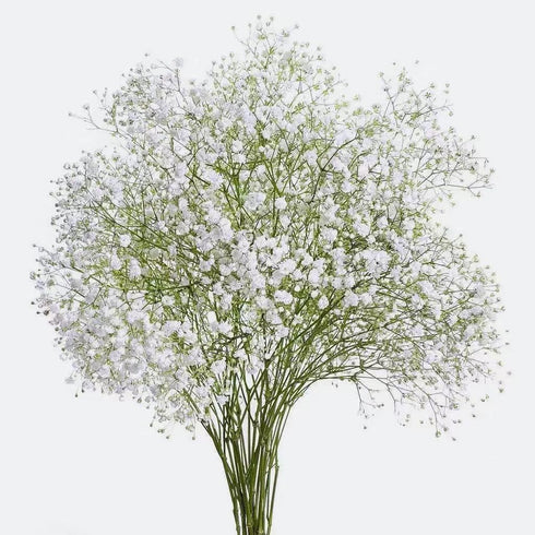 10 Stems Fresh White Gypsophila Flowers Can Be Stored In Water Or Dried Naturally Home hydroponic flower