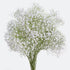 10 Stems Fresh White Gypsophila Flowers Can Be Stored In Water Or Dried Naturally Home hydroponic flower