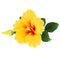 Global Sugar Art Hibiscus Sugar Cake Flowers Spray, Yellow Hawaiian Cake Flower