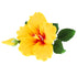 Global Sugar Art Hibiscus Sugar Cake Flowers Spray, Yellow Hawaiian Cake Flower