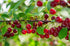 1 lb Premium Dried Red Tart Cherries (Three bags)