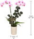 5" Green Circle Growers Light Pink Orchid Plant Love You Edition in Beige Ceramic Planter, Live Indoor Orchid Gift