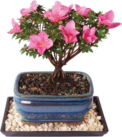 Brussel's Bonsai - Live Kazan Azalea Bonsai Tree with Ceramic Pot and