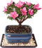 Brussel's Bonsai - Live Kazan Azalea Bonsai Tree with Ceramic Pot and