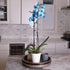 5" Green Circle Growers Blue Watercolor Orchid in a White Pot, Live Indoor Plants, House Plant