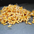 1 Lb Handy Pantry Organic Kamut Seeds Ancient Khorasan Grain for Sprouting, Flour, Baking, Beer, Storage