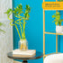 (Pack 10) Costa Farms Lucky Bamboo Spiral Stalks
