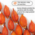 WXYTYSFA Tea,250g/8.8oz Dried Fruits of Gardenia,Gardenia jasminoides, Gardenia, Gardenia FruitGardenia Jasminoides
