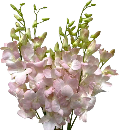 20 Vibrant Pink Dendrobium Orchids - Perfect Gift for Any Occasion