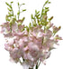 20 Vibrant Pink Dendrobium Orchids - Perfect Gift for Any Occasion