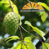 Source Nutrition Soursop Tea - Pure Graviola Cut and Sifted Leaves, High in Acetogenins - 30 Tea Bags, Resealable Pouch