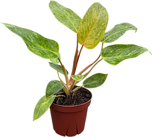 CoollectivePlants Philodendron Painted Lady Live Indoor Plant in 4 Grower Pot, Easy