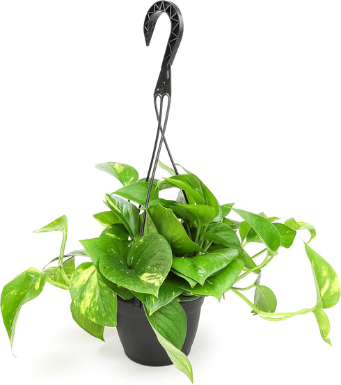 1 Count Golden Pothos Plant Live in Hanging Planter Pot Live by Plants for Pets