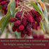 SavorSatch 4oz Ground Sumac Resealable Pouch | Certified Kosher, GMO Free, Allergen-Free | Tangy, Deep Red Spice