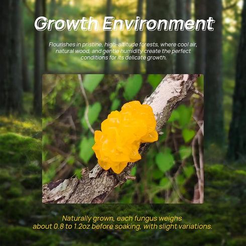 4oz) Dried Golden Jelly Fungus, Wild Mushrooms, Gift of nature, Delicious treasures from the mountains, Pure natural