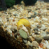 Aquatic Foods Inc. 4-Type 12mm 1/2'' 6-Type 10-Type Fish...2-lb Ultra Mix of - Wafers, Spirulina-Algae Worm Shrimp