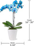 5" Green Circle Growers Blue Watercolor Orchid in a White Pot, Live Indoor Plants, House Plant