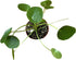 4-Inch 6-inch (4" Chinese Money Plant Live - Pilea peperomioides Live Plant | Easy Care Indoor Houseplant | Air