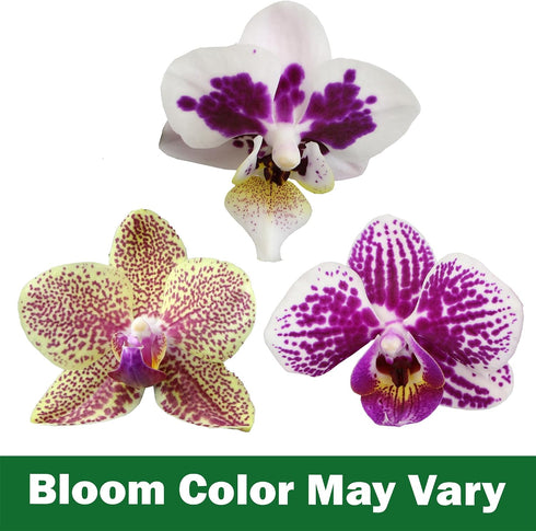 5" 22"+ Large Novelty Live Orchids Blooming in Blue & White Orchid Pot, Pet Friendly Live Plant Gifts for Plant Lovers