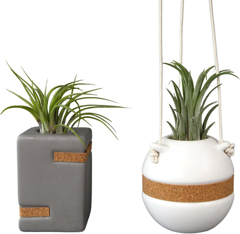 Live Air Plants with Decorative White & Taupe Air Plant Holder Duo