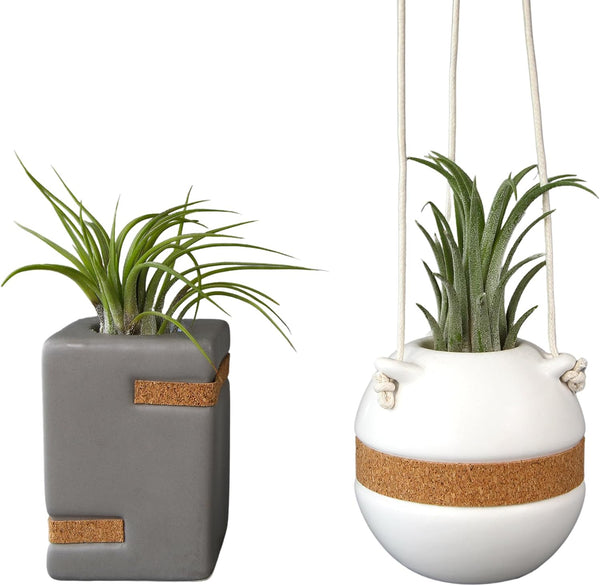 Live Air Plants with Decorative White & Taupe Air Plant Holder Duo