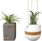 Live Air Plants with Decorative White & Taupe Air Plant Holder Duo