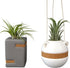 Live Air Plants with Decorative White & Taupe Air Plant Holder Duo